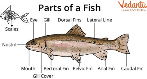 fished meaning: Caught aquatic animals from water .